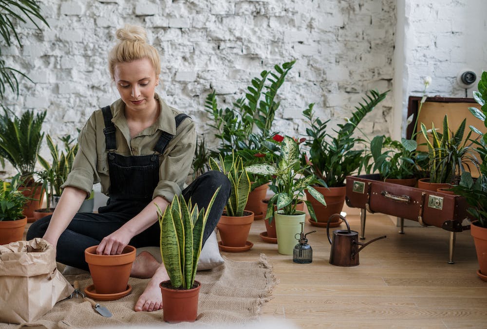 Le Jardinage d'Intérieur Économique : Conseils pour Cultiver des Plantes sans Trop Dépenser au Québec